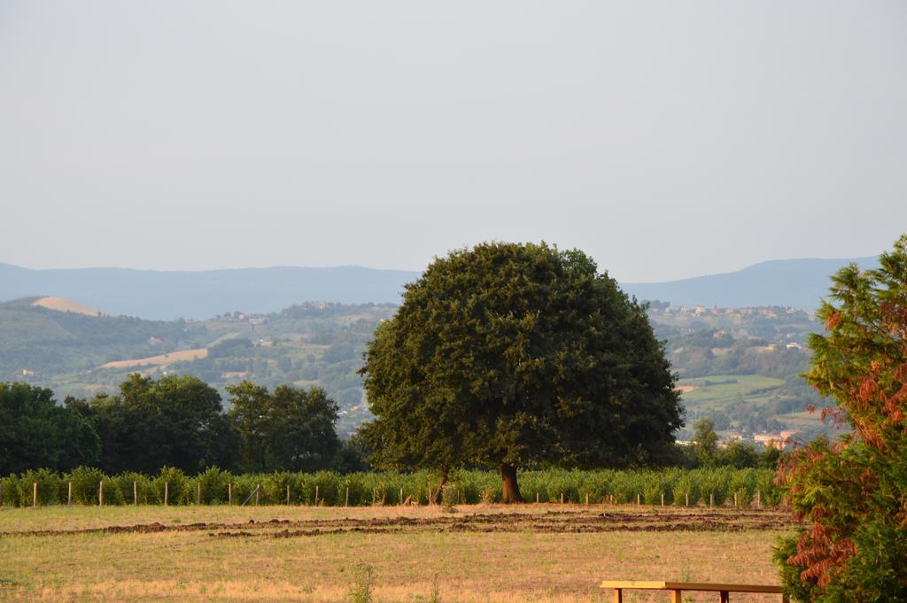Fattoria Lucciano Villa Borghetto  Room photo