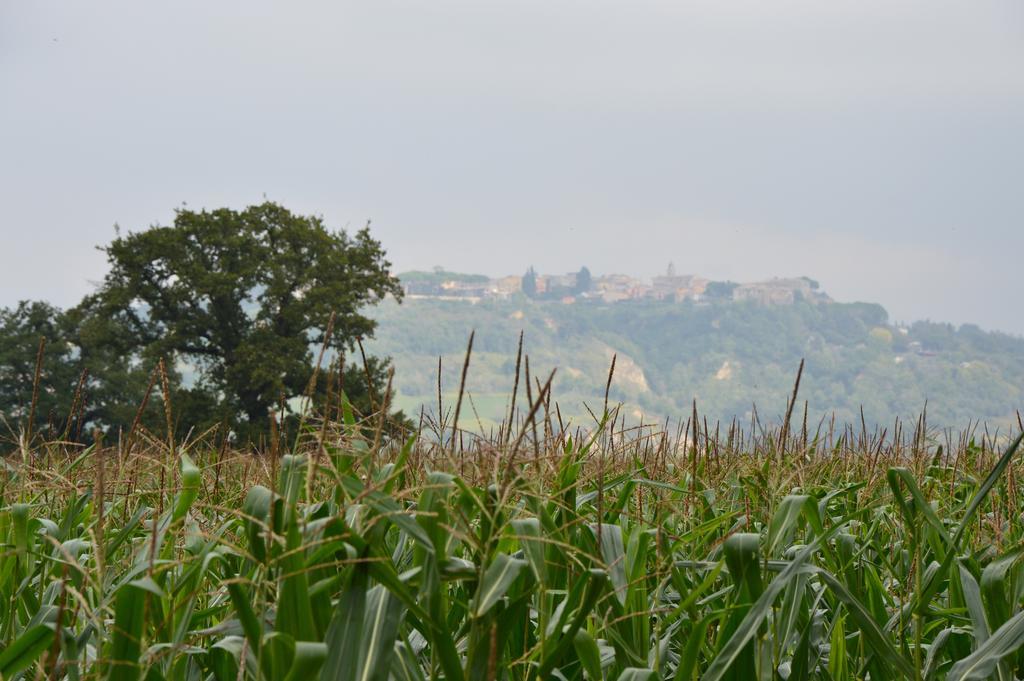 Fattoria Lucciano Villa Borghetto  Exterior photo